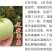 【月香苹果】早熟月香苹果辽伏青苹果红富士苹果树苗南方种植