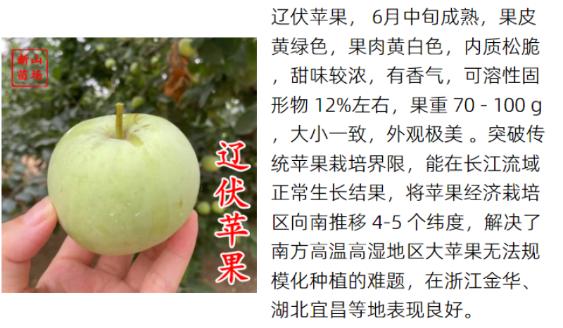 【月香苹果】早熟月香苹果辽伏青苹果红富士苹果树苗南方种植