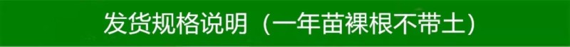 【月香苹果】早熟月香苹果辽伏青苹果红富士苹果树苗南方种植