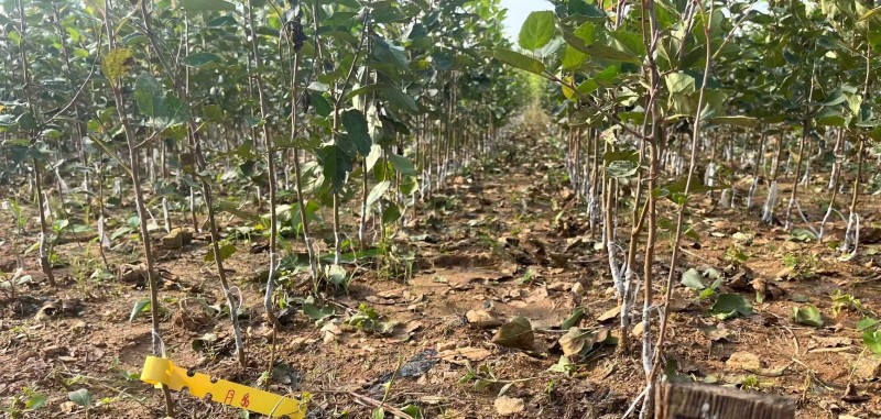 【月香苹果】早熟月香苹果辽伏青苹果红富士苹果树苗南方种植