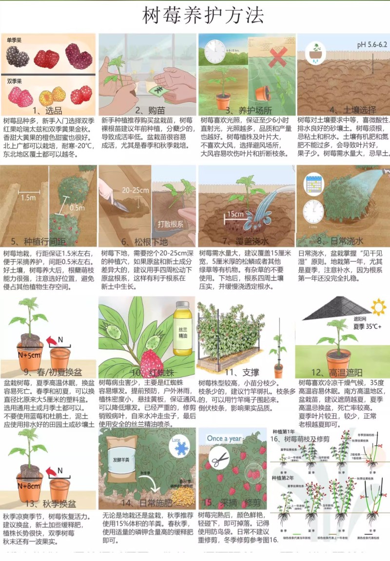 【金秋树莓】哈瑞太兹金秋福新品种黄泡双季黄红智利黑树莓苗