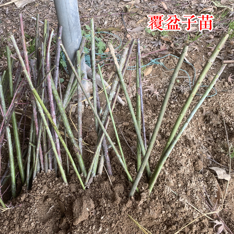 【哈瑞太兹】哈瑞太兹金秋福新品种黄泡双季黄红智利黑树莓苗