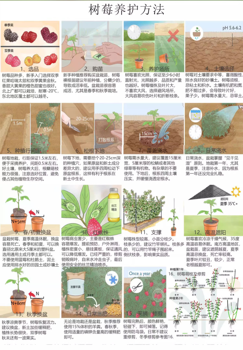 【哈瑞太兹】哈瑞太兹金秋福新品种黄泡双季黄红智利黑树莓苗