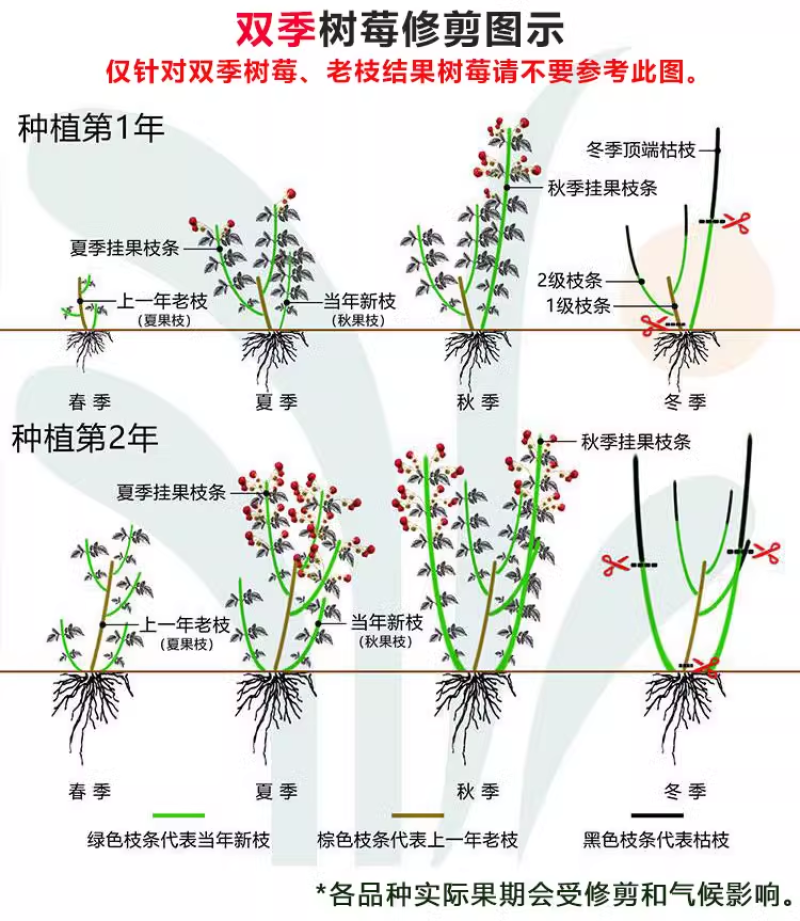【哈瑞太兹】哈瑞太兹金秋福新品种黄泡双季黄红智利黑树莓苗
