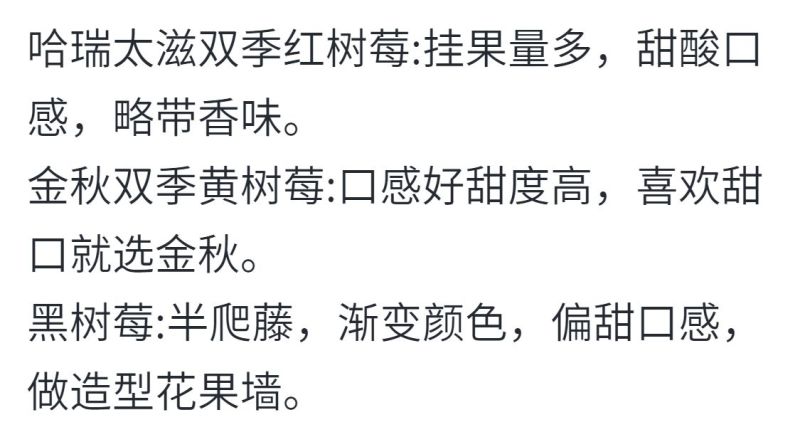 【哈瑞太兹】哈瑞太兹金秋福新品种黄泡双季黄红智利黑树莓苗