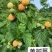 【哈瑞太兹】哈瑞太兹金秋福新品种黄泡双季黄红智利黑树莓苗