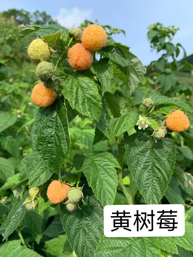 【哈瑞太兹】哈瑞太兹金秋福新品种黄泡双季黄红智利黑树莓苗