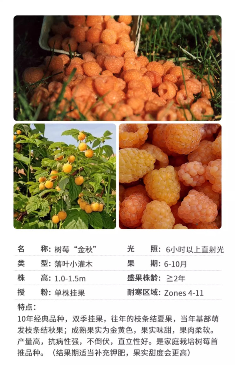 【哈瑞太兹】哈瑞太兹金秋福新品种黄泡双季黄红智利黑树莓苗