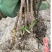 【秋福树莓】哈瑞太兹金秋福新品种黄泡双季黄红智利黑树莓苗