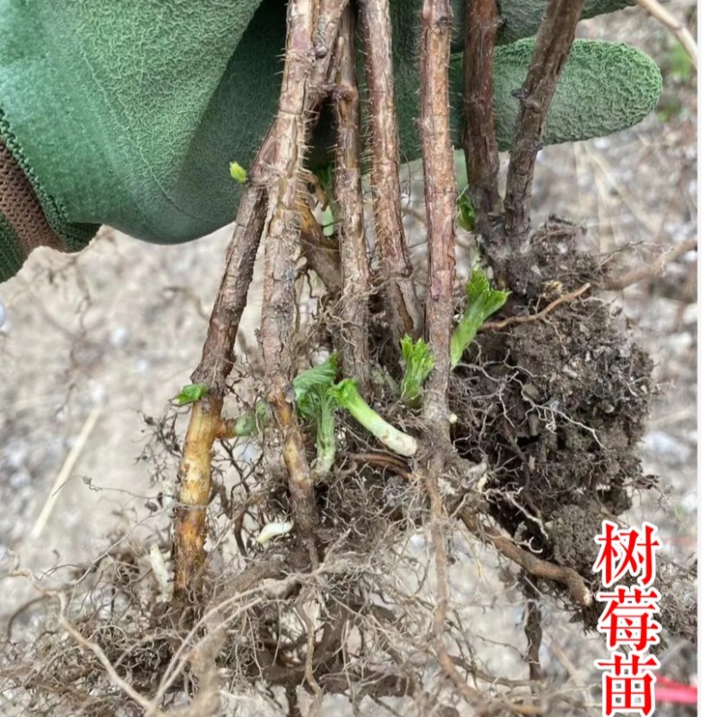 【秋福树莓】哈瑞太兹金秋福新品种黄泡双季黄红智利黑树莓苗