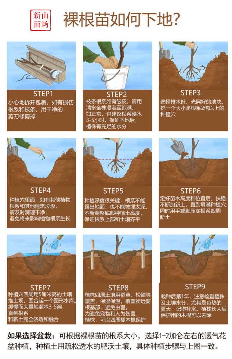 【秋福树莓】哈瑞太兹金秋福新品种黄泡双季黄红智利黑树莓苗