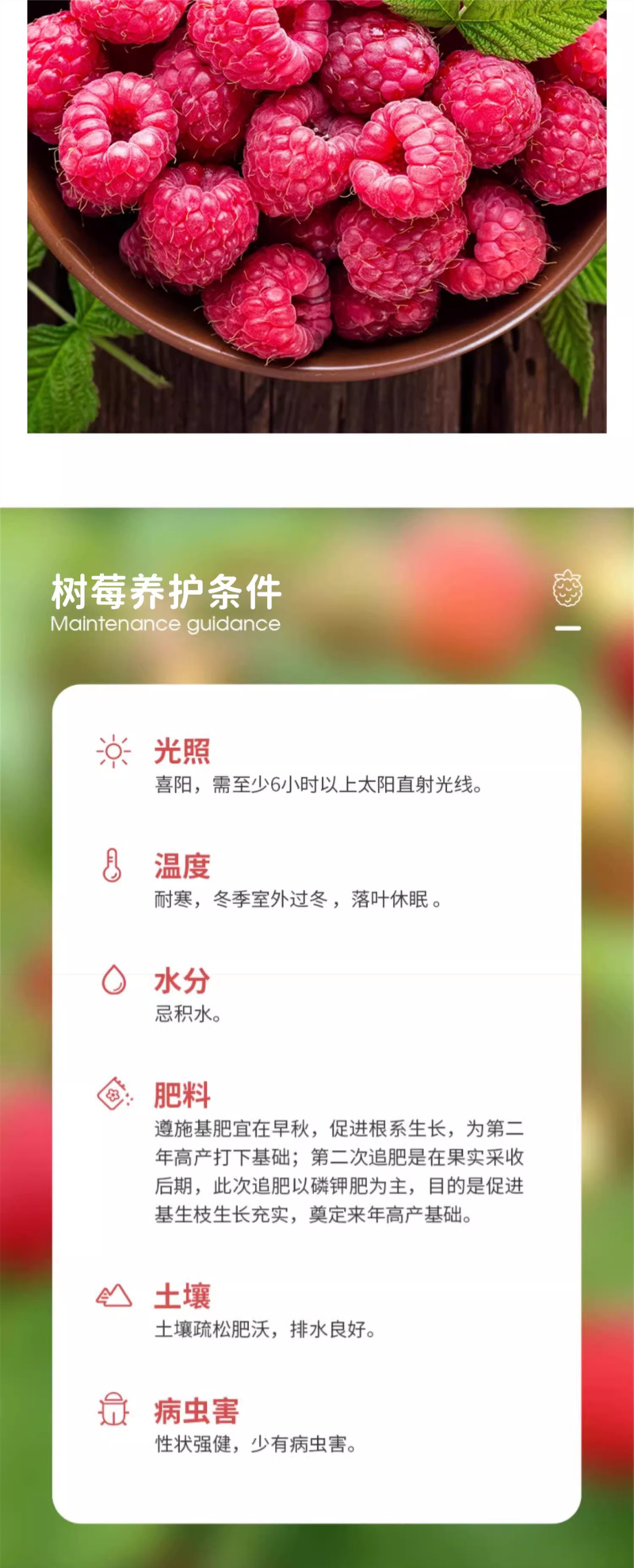 【秋福树莓】哈瑞太兹金秋福新品种黄泡双季黄红智利黑树莓苗