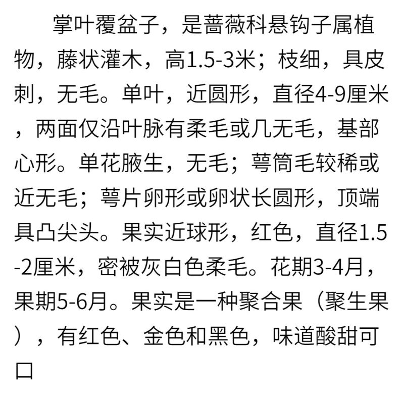【秋福树莓】哈瑞太兹金秋福新品种黄泡双季黄红智利黑树莓苗