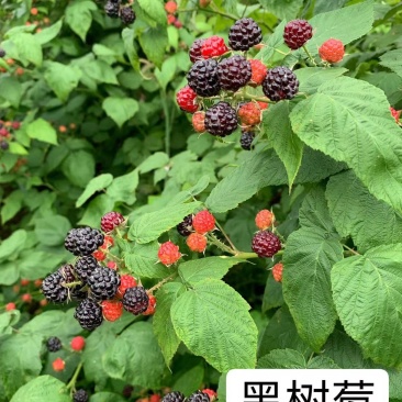 【黑树莓】哈瑞太兹金秋福新品种黄泡双季黄红智利黑树莓苗