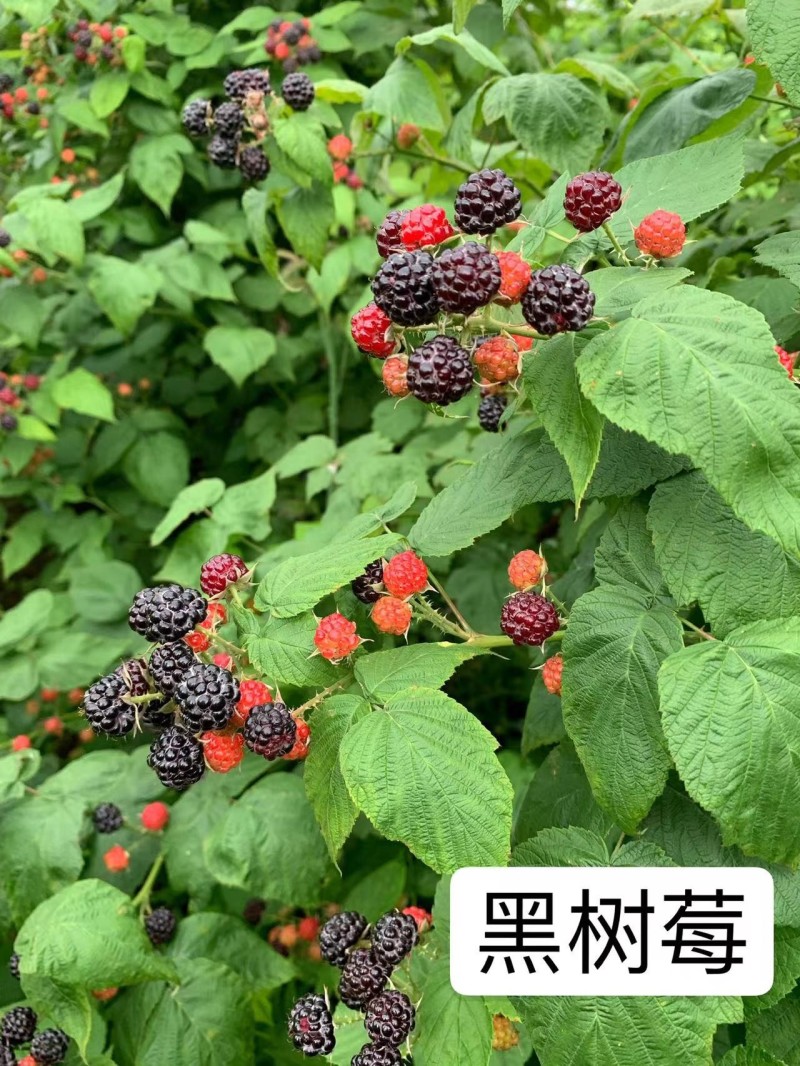 【黑树莓】哈瑞太兹金秋福新品种黄泡双季黄红智利黑树莓苗