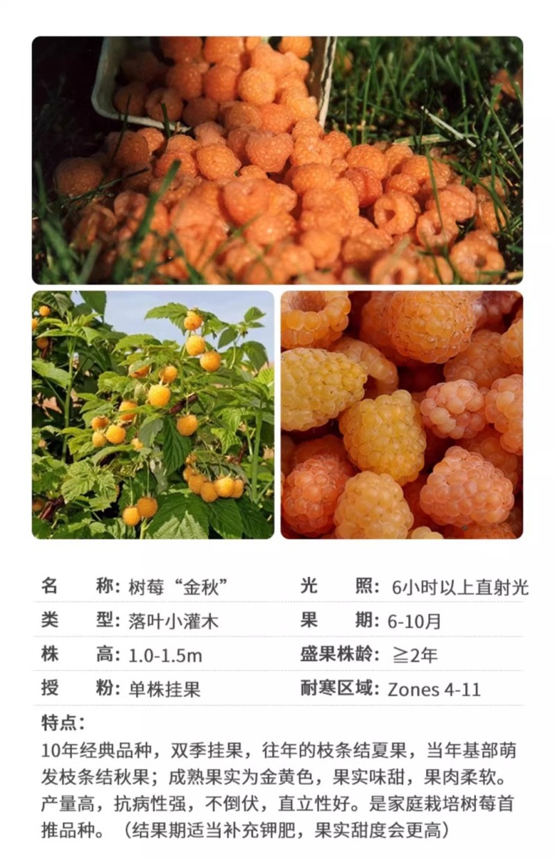 【黑树莓】哈瑞太兹金秋福新品种黄泡双季黄红智利黑树莓苗