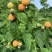 【黑树莓】哈瑞太兹金秋福新品种黄泡双季黄红智利黑树莓苗