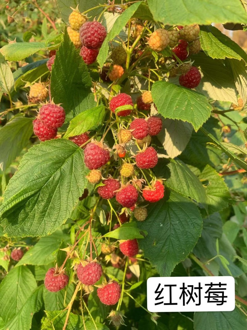 【黑树莓】哈瑞太兹金秋福新品种黄泡双季黄红智利黑树莓苗