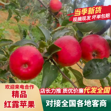 【推荐】红露苹果昭通苹果货源充足量大从优诚信经营