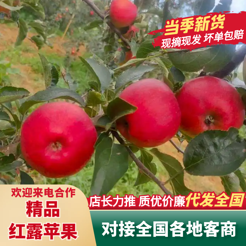 【推荐】红露苹果昭通苹果货源充足量大从优诚信经营