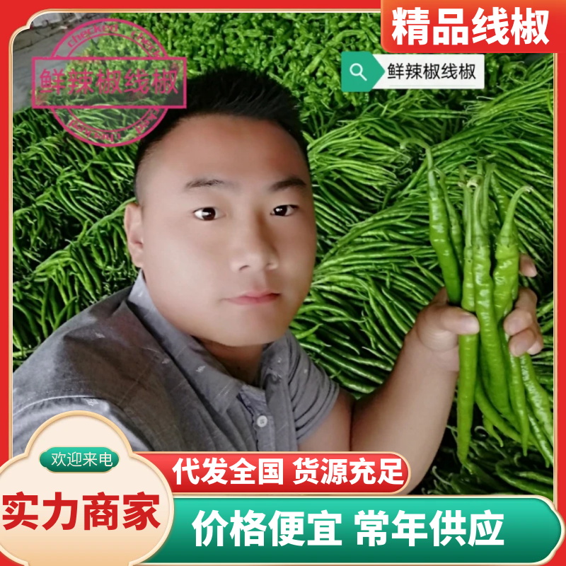 鲜辣椒优质线椒原产地供应超市直供，电商供应基地