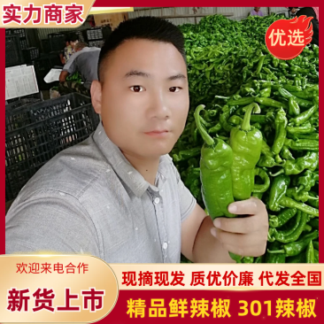 鲜辣椒301辣椒对接市场批发超市，原产地直发一手货源