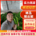 精品螺丝椒【热卖中】原产地直采,超市直供,电商优选鲜辣椒