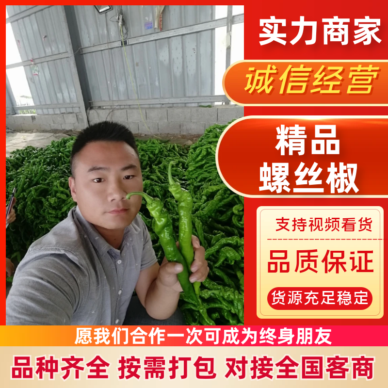 精品螺丝椒【热卖中】原产地直采，超市直供，电商优选鲜辣椒