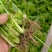 法国皇后芹菜苗大量现货供应，现挖现发，量大从优，视频看货