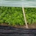 法国皇后芹菜苗大量现货供应，现挖现发，量大从优，视频看货