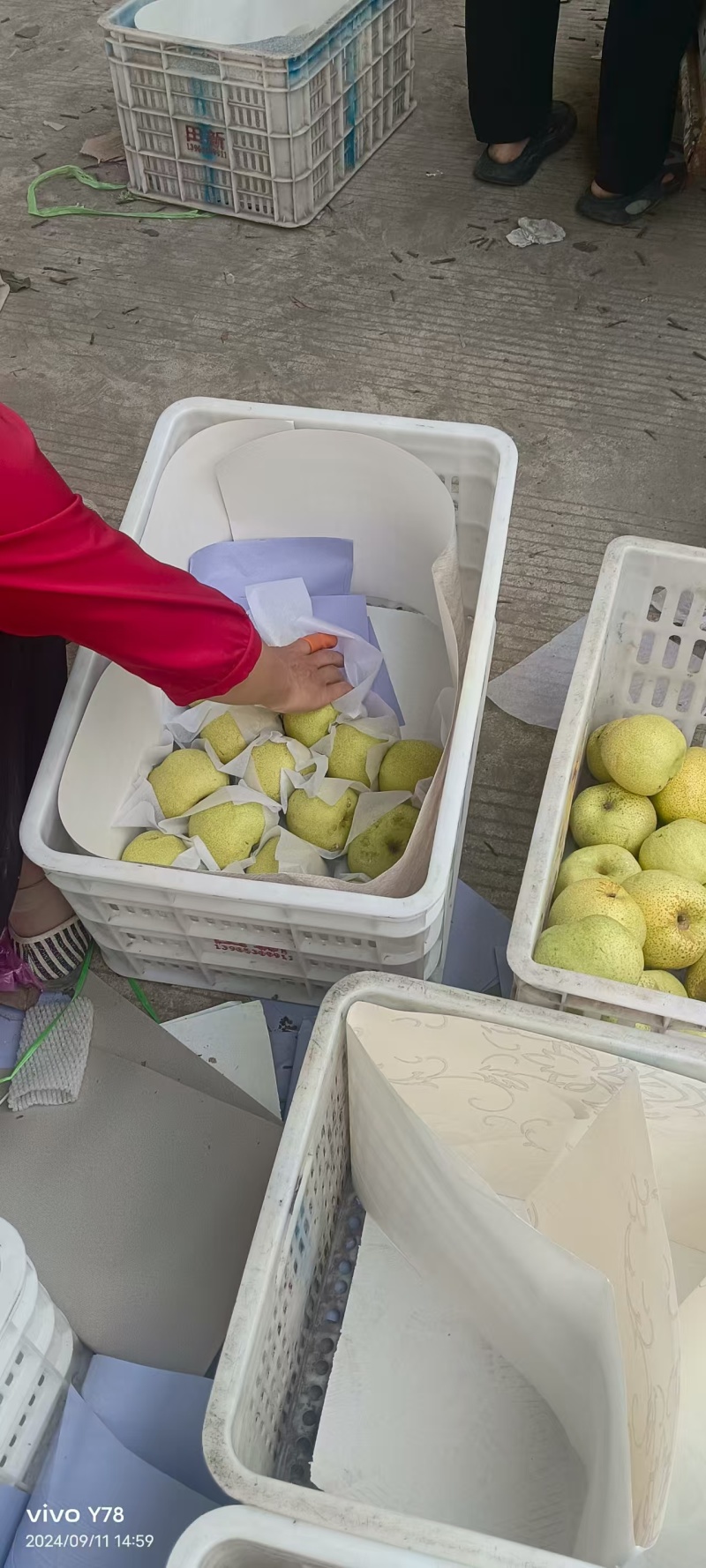 酥梨砀山酥梨大量现货供应，规格齐全价格可谈，对接市场批发