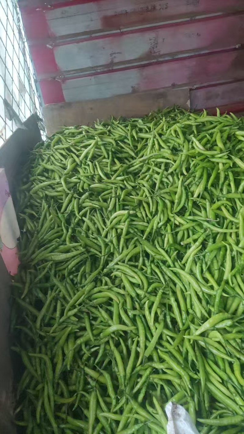 辣椒螺丝椒杭椒尖椒价格便宜货源充足