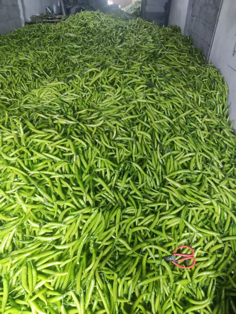辣椒螺丝椒杭椒尖椒价格便宜货源充足