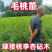 【毛桃苗】毛桃苗实生毛桃苗野生毛桃苗