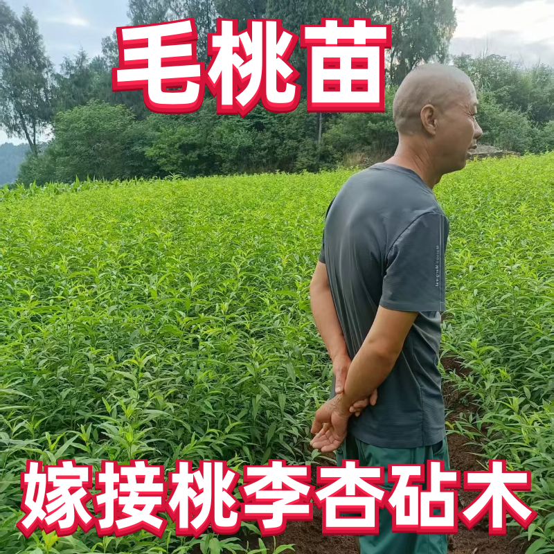【毛桃苗】毛桃苗实生毛桃苗野生毛桃苗