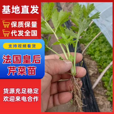 安徽法国皇后芹菜苗一手货源，基地直发品质保证，可视频看货