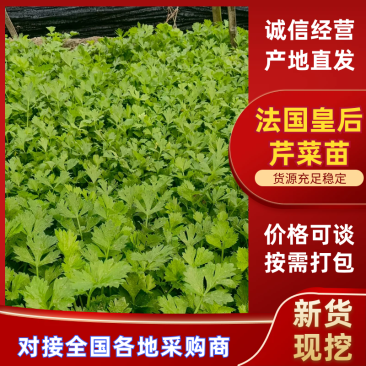 法国皇后芹菜苗大量现货供应，现挖现发，量大从优，视频看货