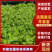 法国皇后芹菜苗大量现货供应，现挖现发，量大从优，视频看货