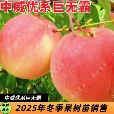 芽变巨无霸8月上中旬成熟不落果不套袋也能种的高品质桃树苗