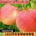 芽变巨无霸8月上中旬成熟不落果不套袋也能种的高品质桃树苗