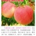 芽变巨无霸8月上中旬成熟不落果不套袋也能种的高品质桃树苗