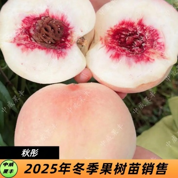 秋彤白肉红毛桃8月底9月上旬熟离核免套袋脆甜可口的桃树苗