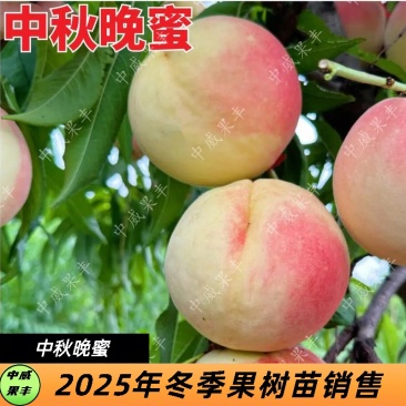 中秋晚蜜红毛桃9月上中旬熟40天不软落摘15天不烂的桃树