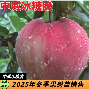 冰糖脆晚熟红毛桃10月上旬熟市场占率小不裂果脆甜的桃树苗