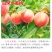 白凤水蜜桃六月底七月初熟自花结实口感好的桃树苗