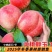 颜玉7号毛桃树苗7月上中旬成熟果顶稍凹粘核丰产的桃树