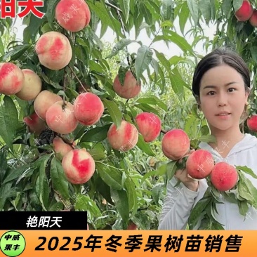 艳阳天红毛桃7月上旬成熟果面鲜红透亮果肉细腻的桃树苗