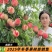 艳阳天红毛桃7月上旬成熟果面鲜红透亮果肉细腻的桃树苗