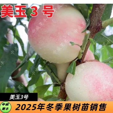 美玉3号6月上中旬免套袋纯白肉挂树期长自花结实的桃树苗