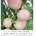 美玉3号6月上中旬免套袋纯白肉挂树期长自花结实的桃树苗
